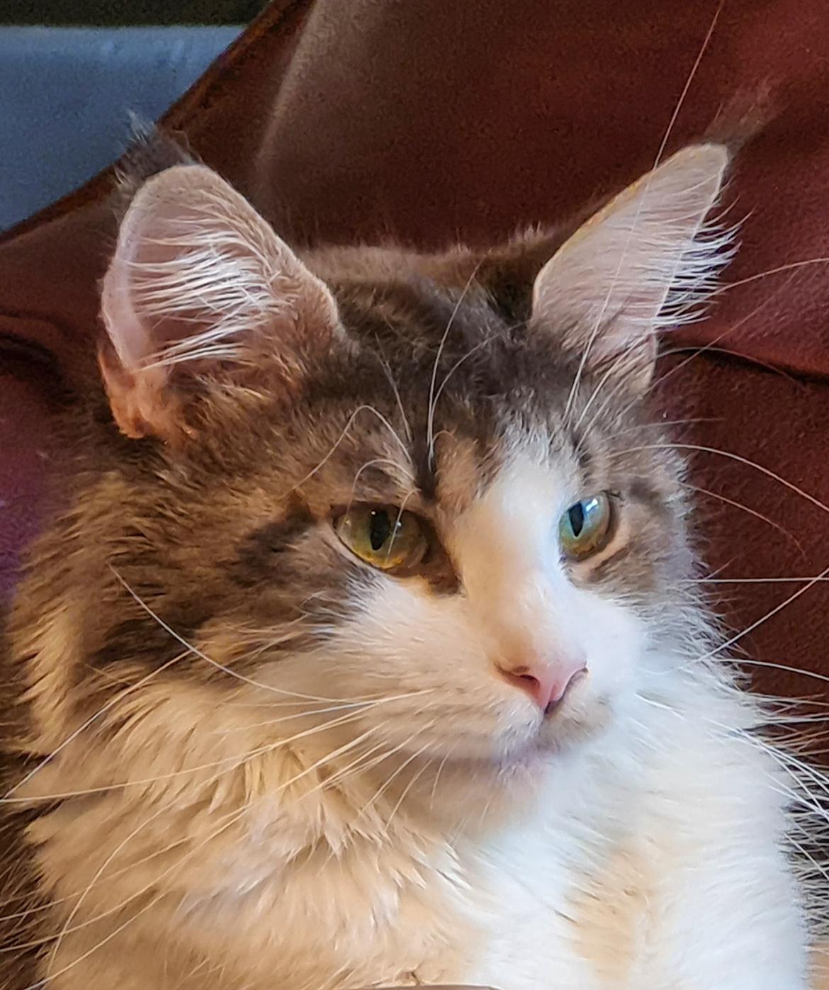 Maine Coon DK Blackangel's Venus billede 7