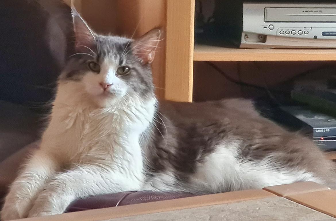 Maine Coon DK Blackangel's Venus billede 5