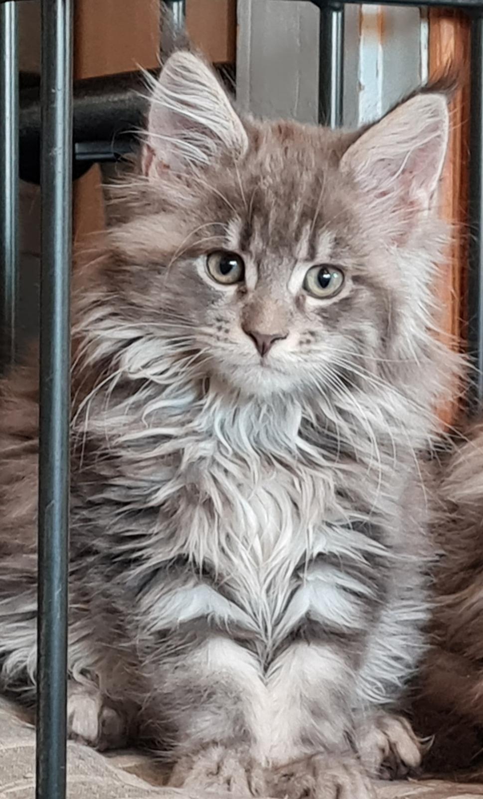 Maine Coon Blackangel's Brianna  billede 8