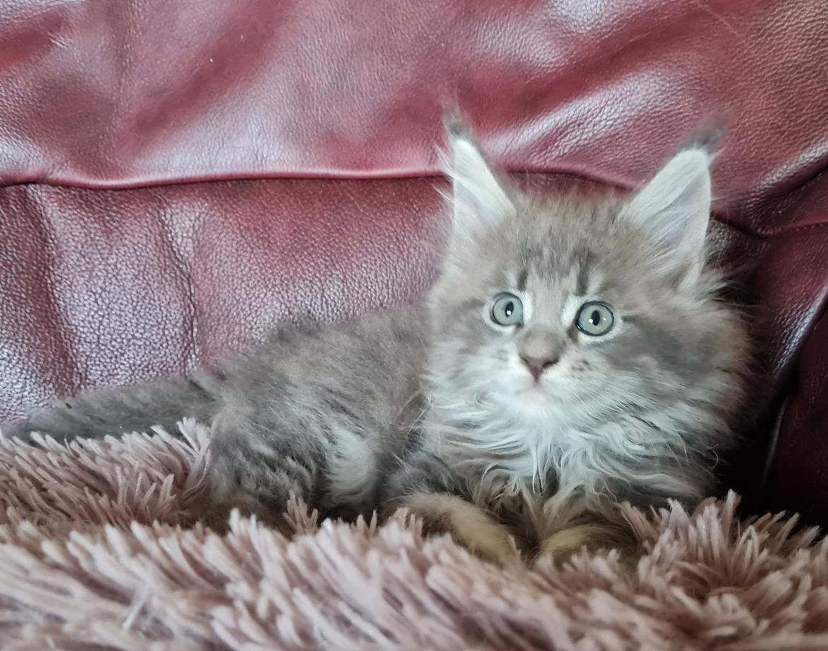 Maine Coon Blackangel's Brianna  billede 26