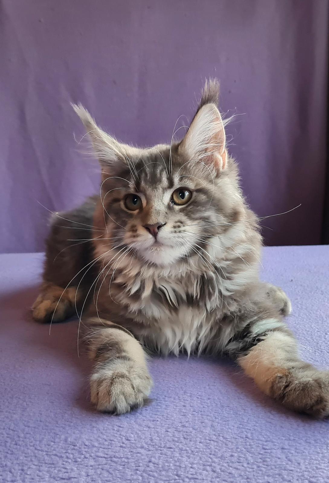 Maine Coon Blackangel's Brianna  billede 4