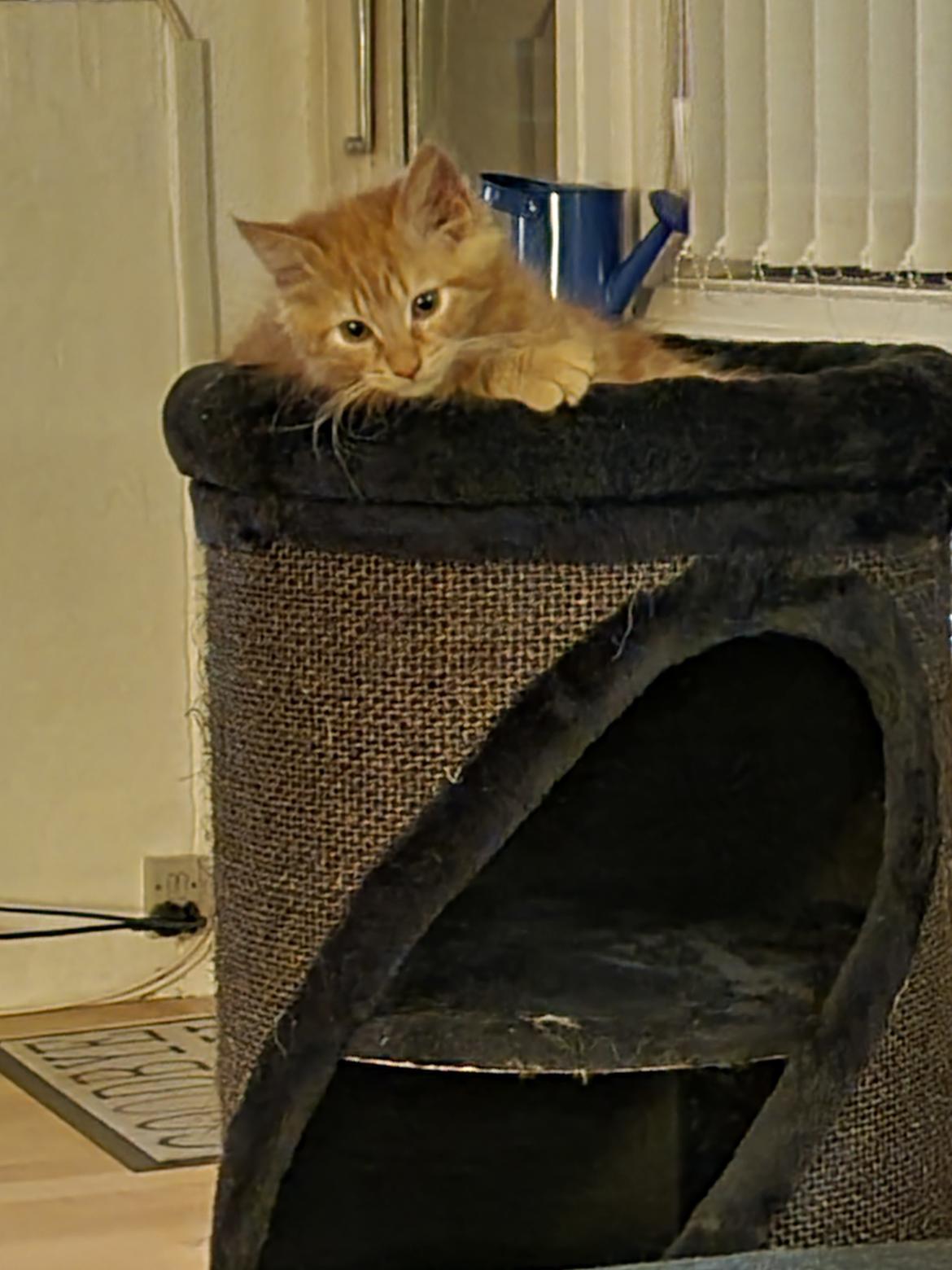 Huskat Tiger billede 4