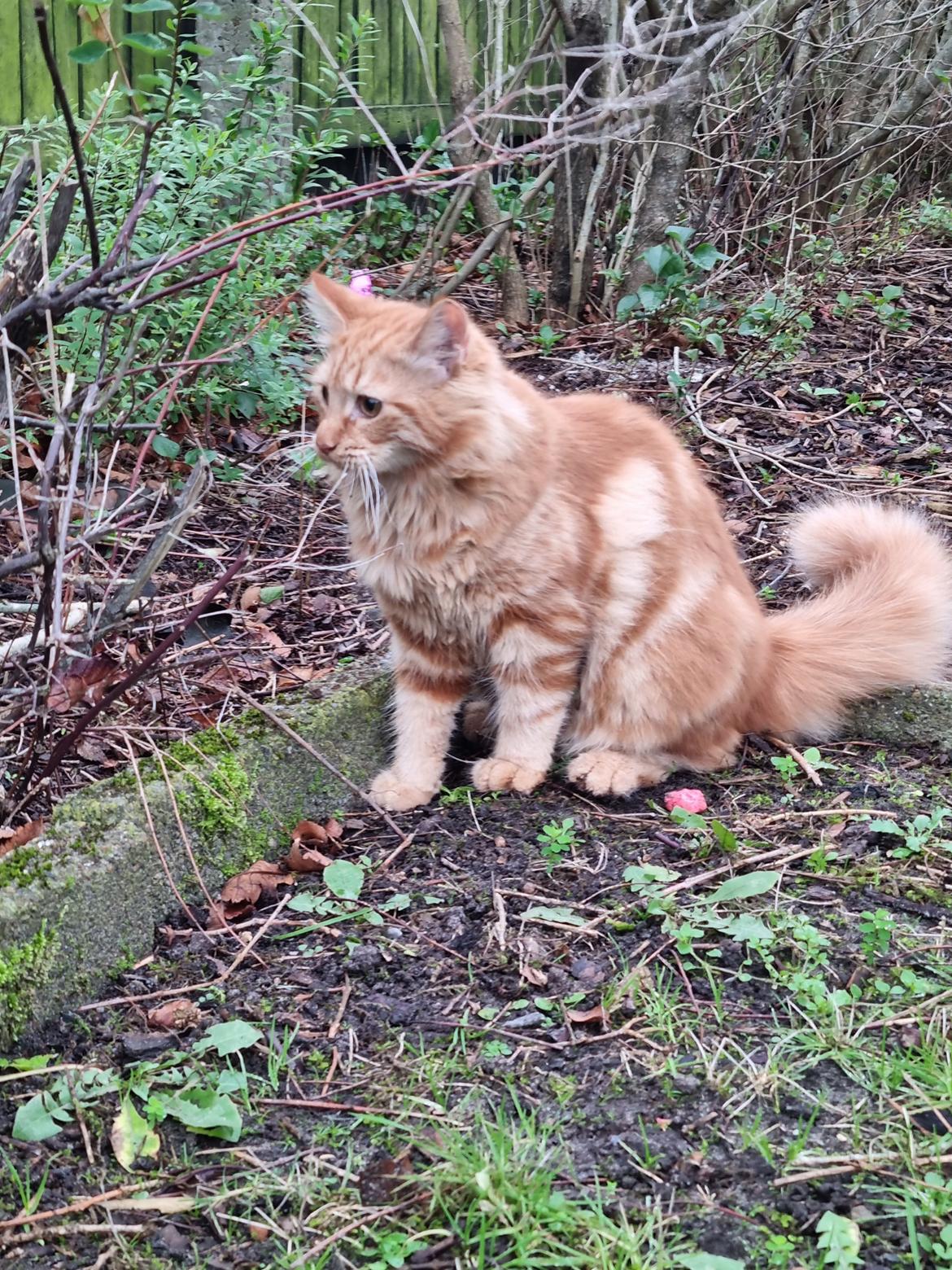 Huskat Tiger billede 5