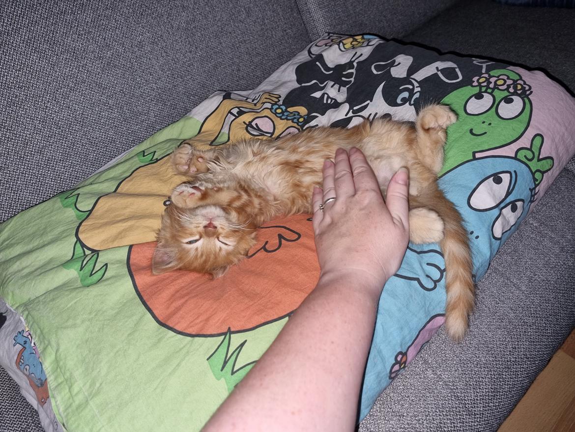 Huskat Tiger billede 7