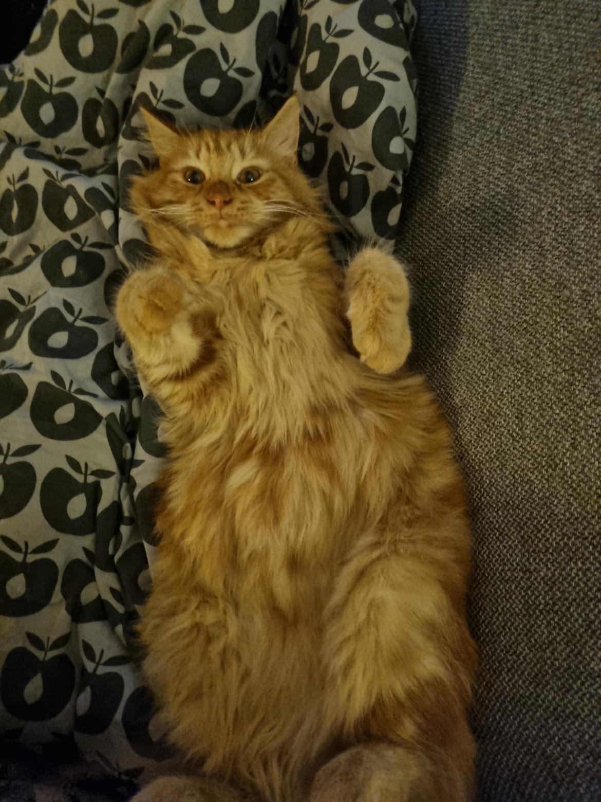 Huskat Tiger billede 9