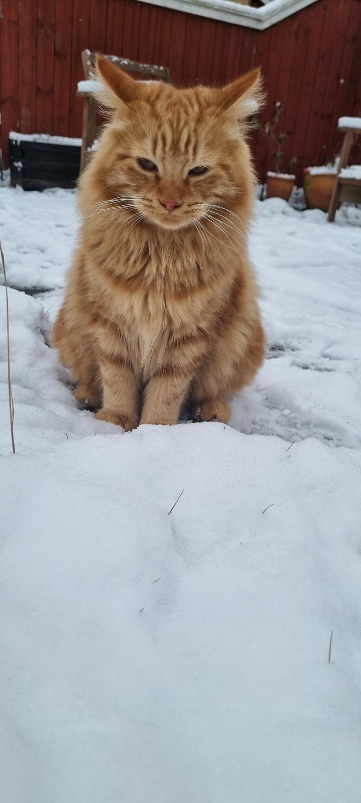 Huskat Tiger billede 10