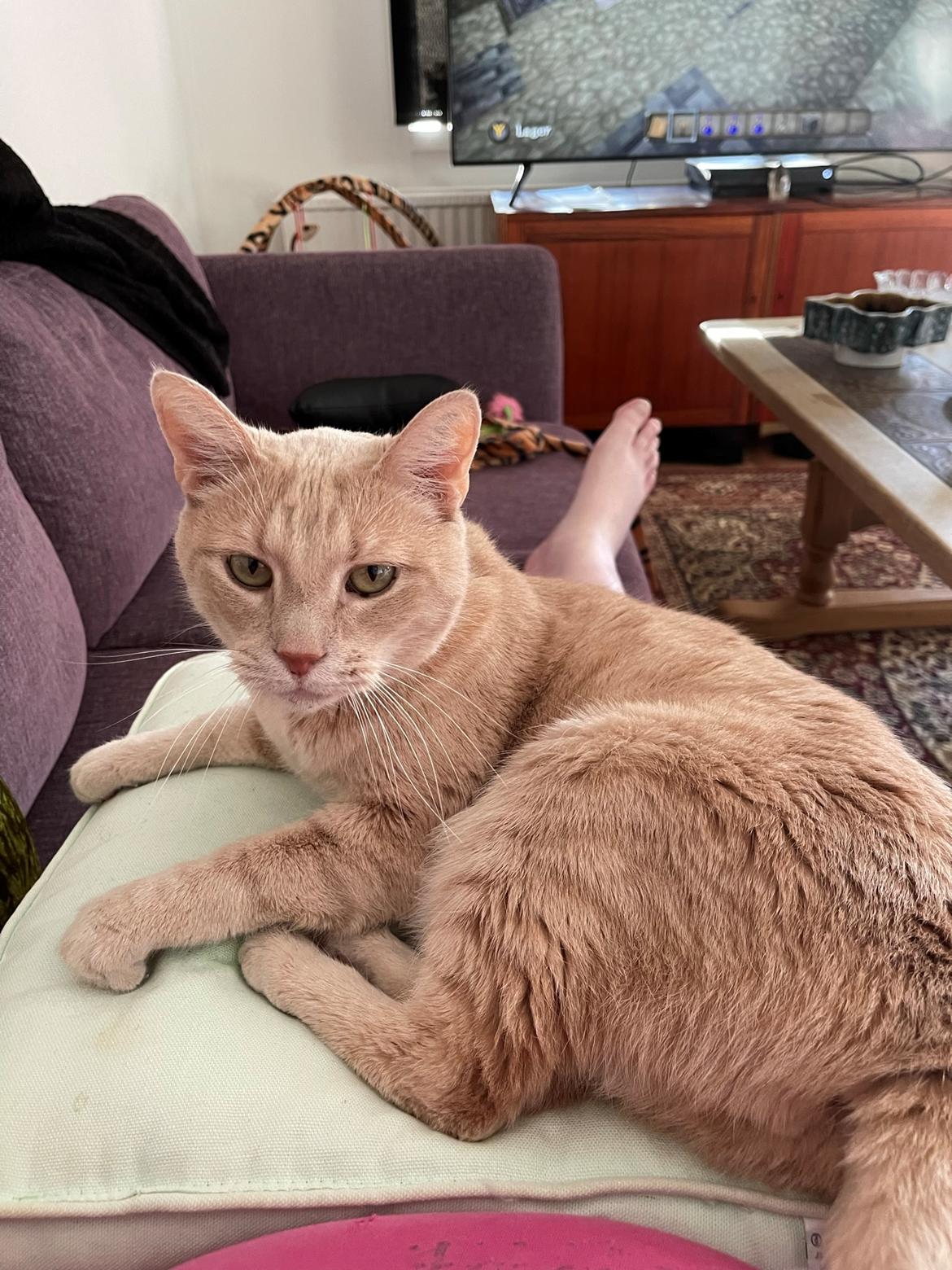 Huskat Rasmus - Rasmus er nu med Bella 💖 Savner ham SÅ meget, men han endte med at blive skør og angreb 24/7, efter 4 år med undersøgelser og alt afprøvet måtte jeg lade ham få fred. Hvil i fred smukke og skønne Rasmus Løve 💖💖💖 billede 18