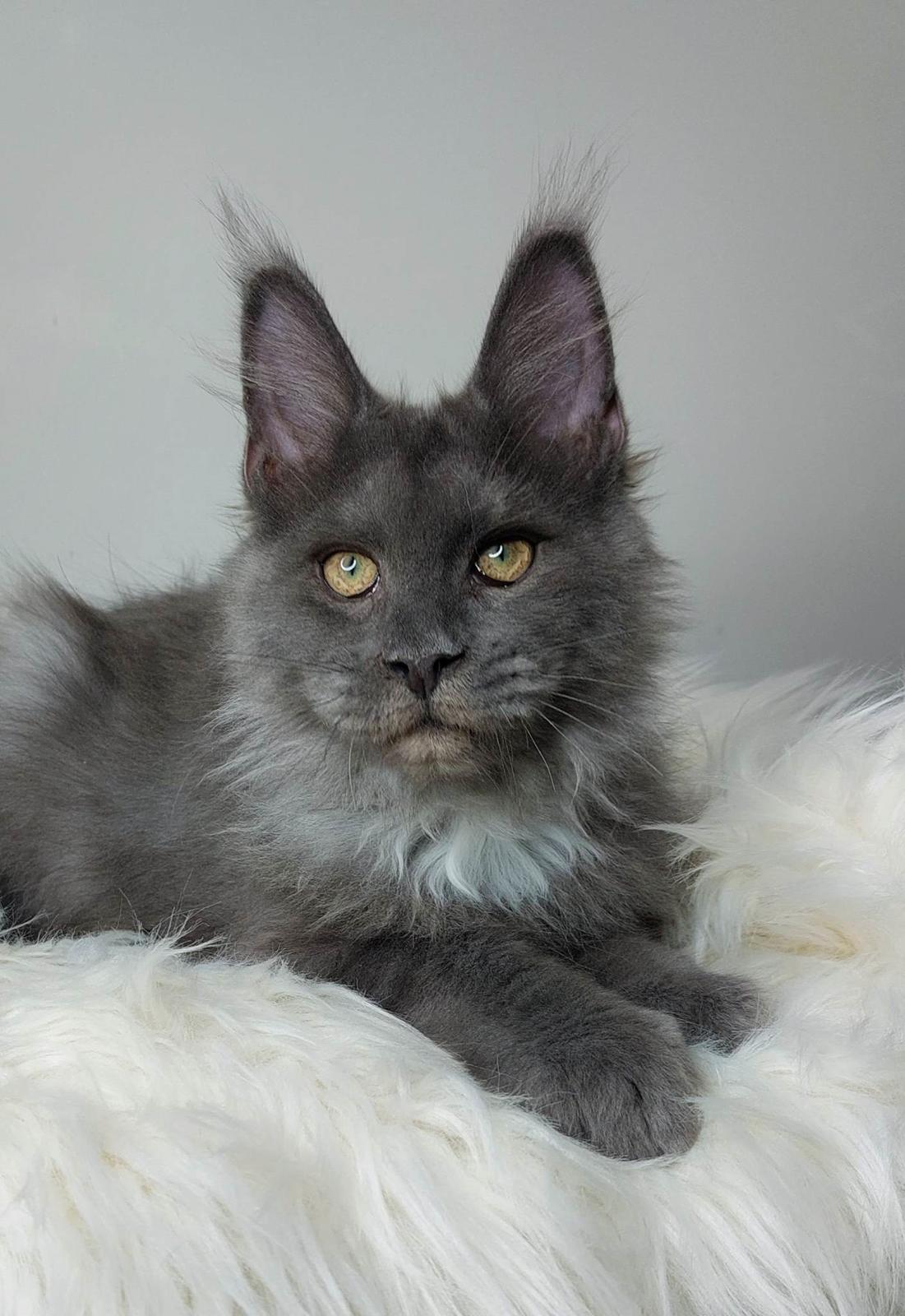 Maine Coon Perfect Giant's Blue Knight  billede 1