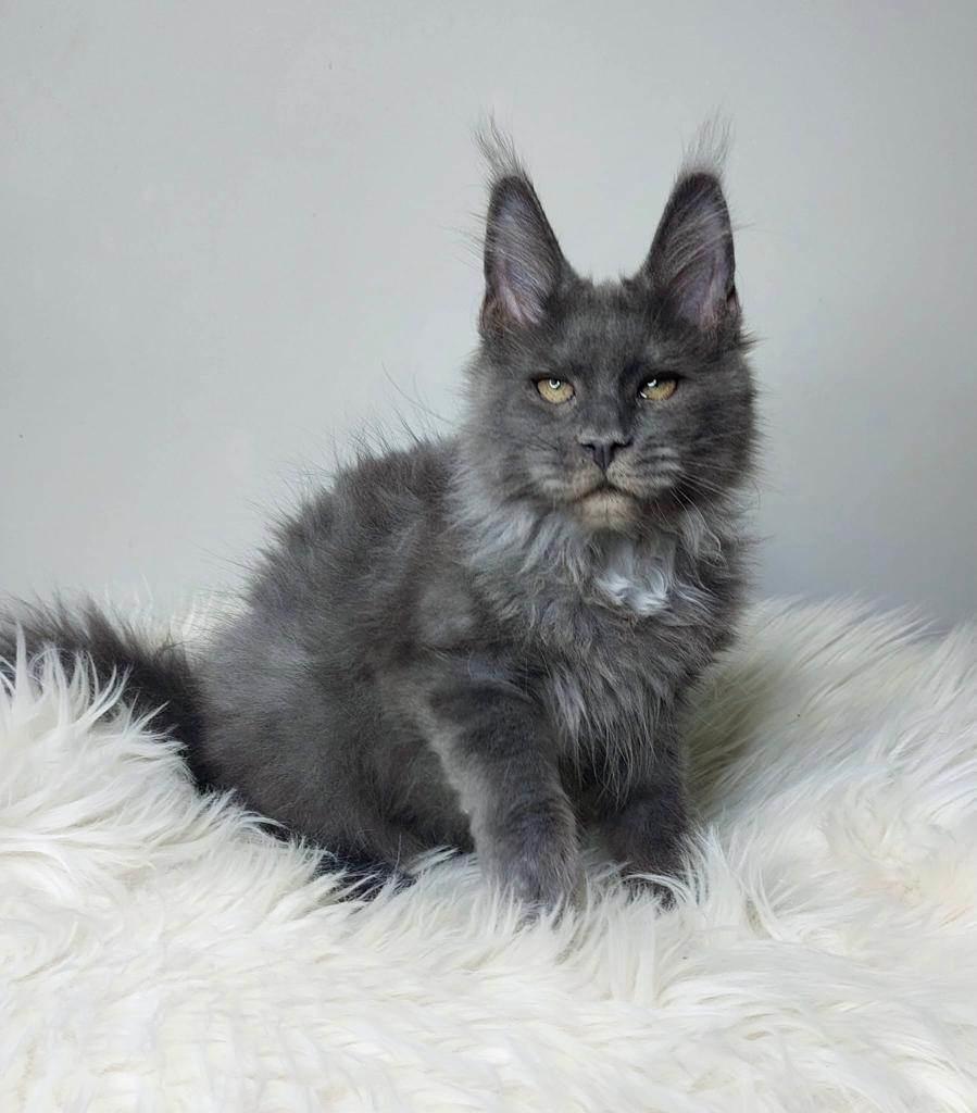 Maine Coon Perfect Giant's Blue Knight  billede 3