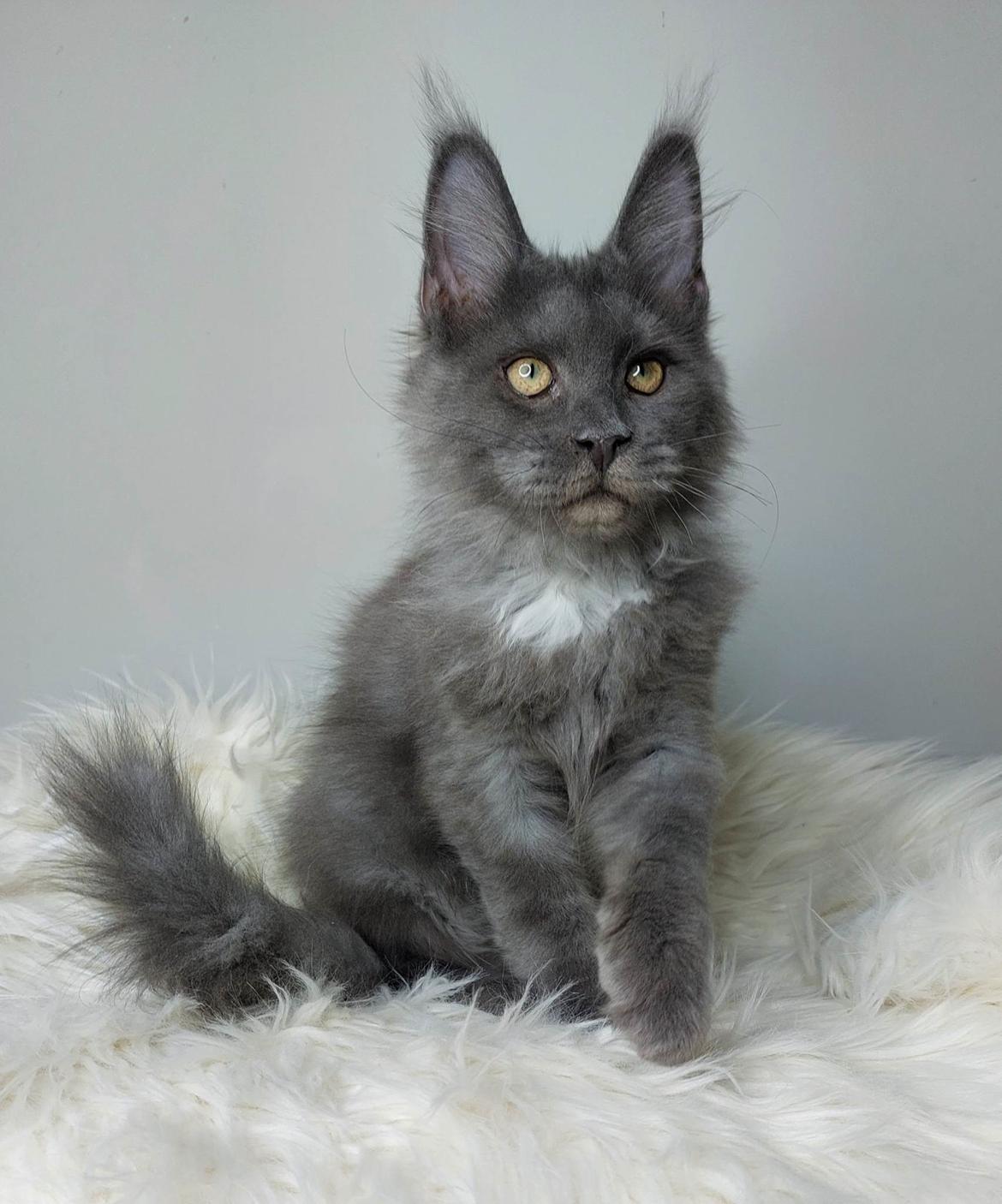 Maine Coon Perfect Giant's Blue Knight  billede 4