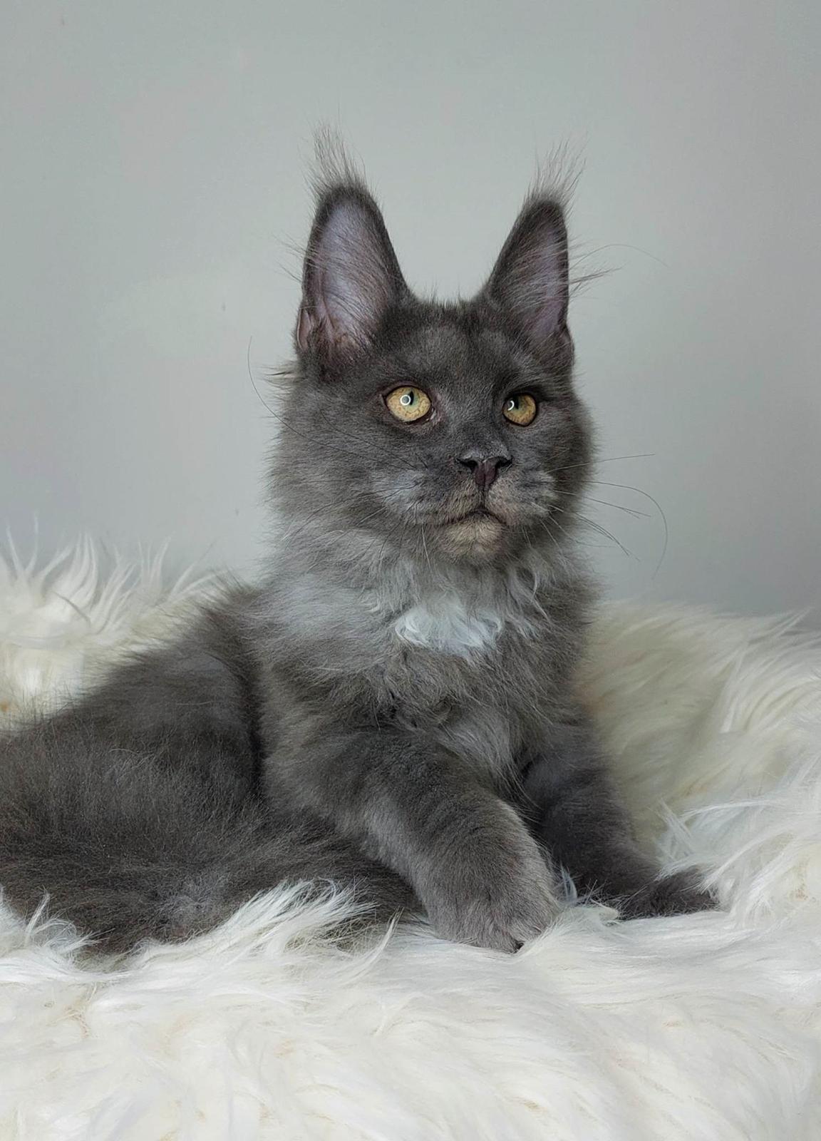 Maine Coon Perfect Giant's Blue Knight  billede 5