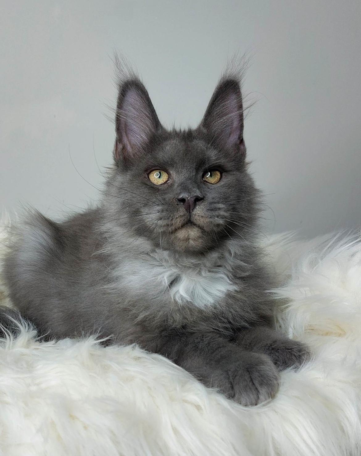 Maine Coon Perfect Giant's Blue Knight  billede 6