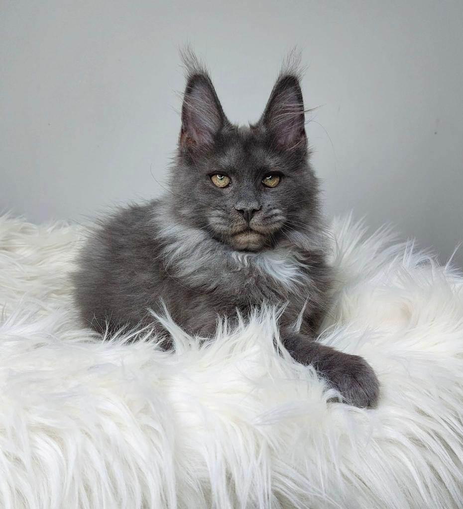 Maine Coon Perfect Giant's Blue Knight  billede 8