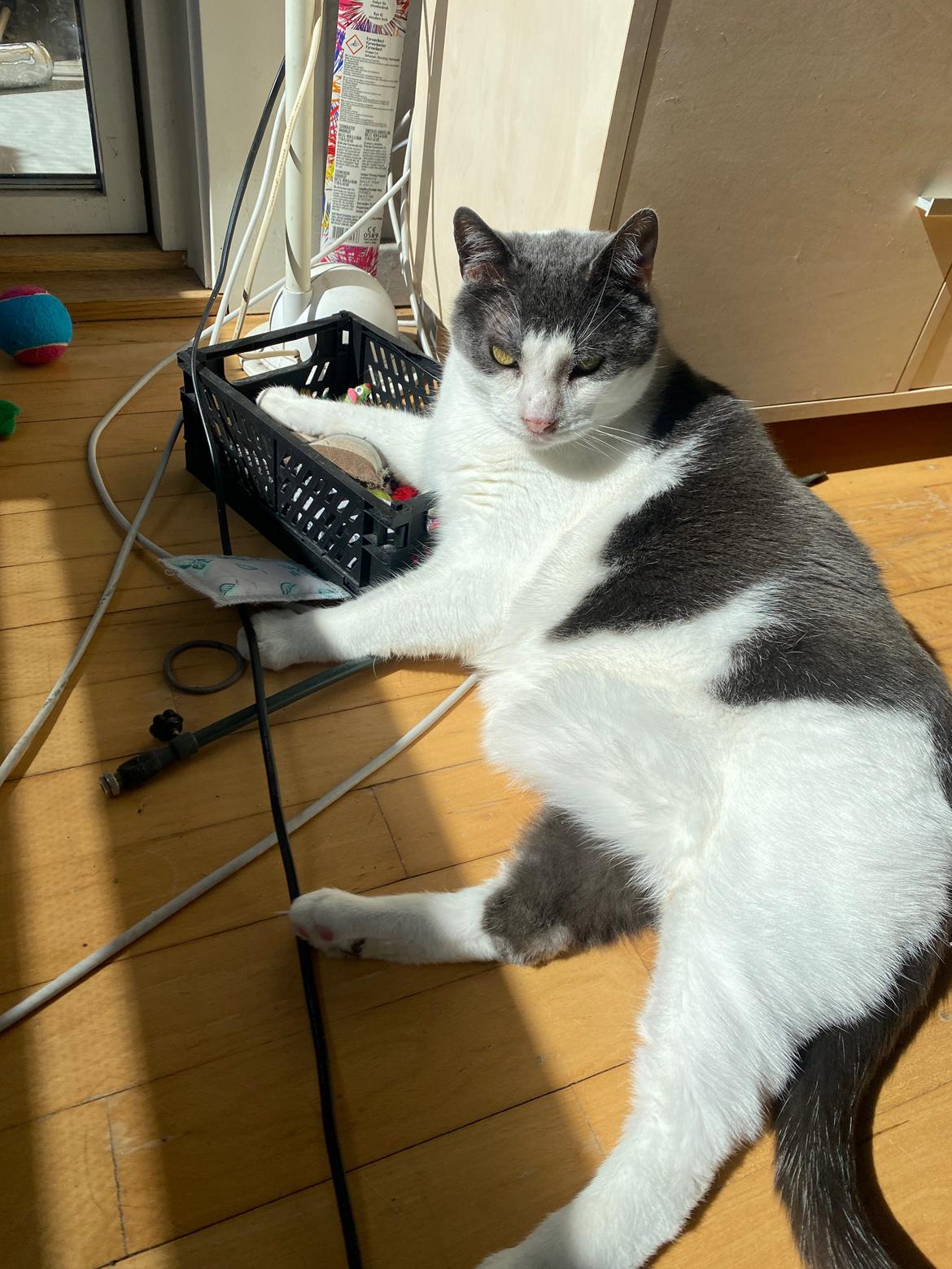 Huskat Sylvester (R.I.P) billede 7