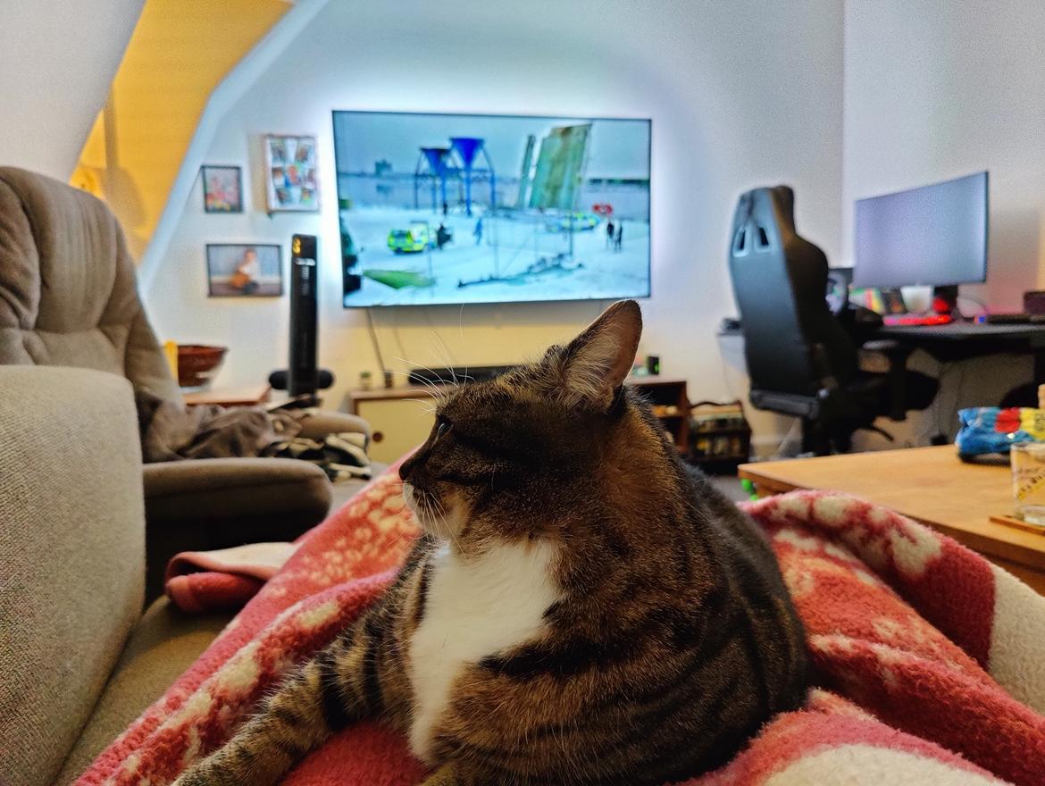 Huskat Oggy billede 6