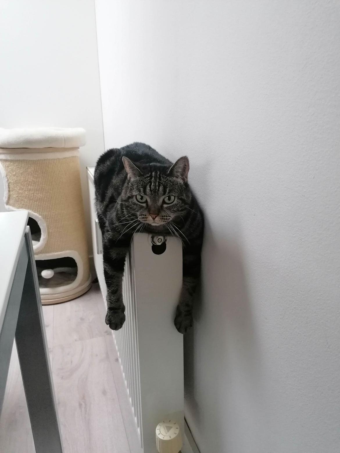 Europé Pommergårdens Donia billede 4