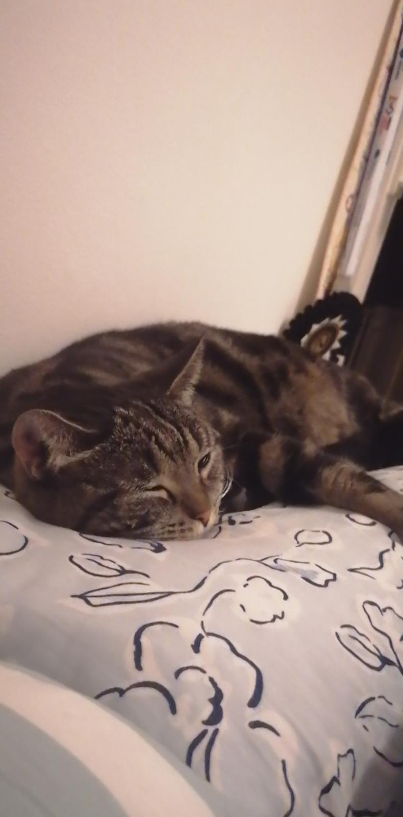 Europé Pommergårdens Donia - Sover på Amalies pude.... billede 9