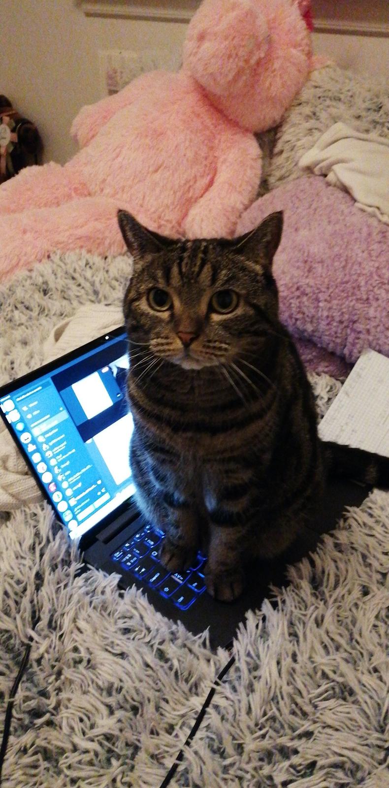 Europé Pommergårdens Donia - Skal altid være i centrum hos Amalie billede 14