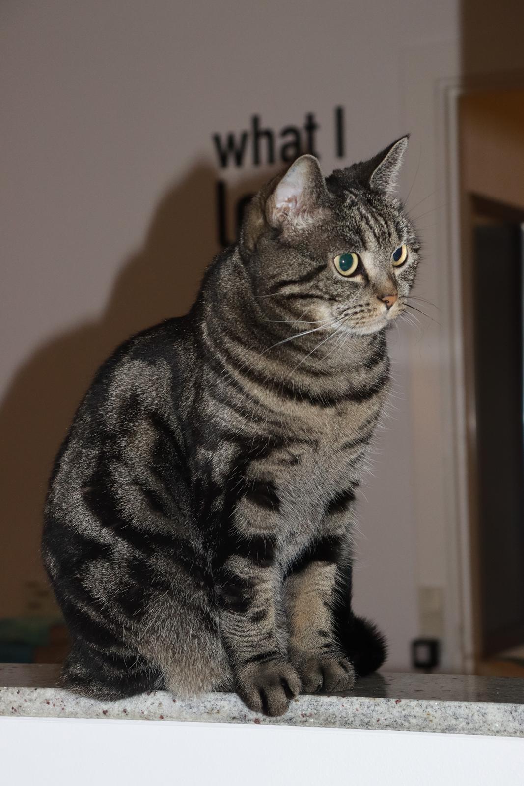 Europé Pommergårdens Donia billede 15