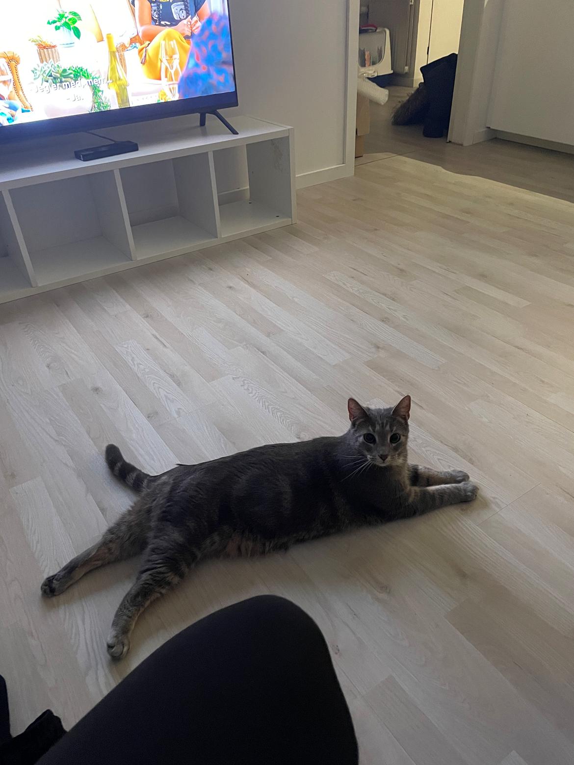 Huskat Nala billede 1