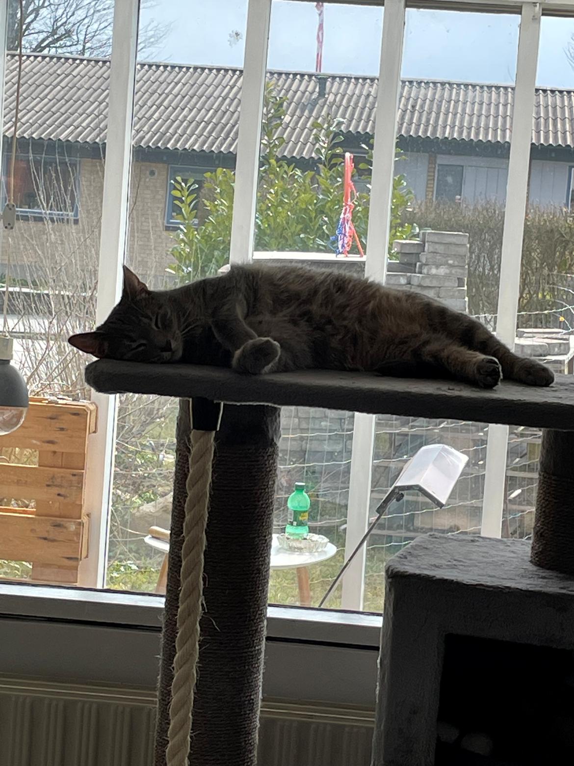 Huskat Nala billede 3