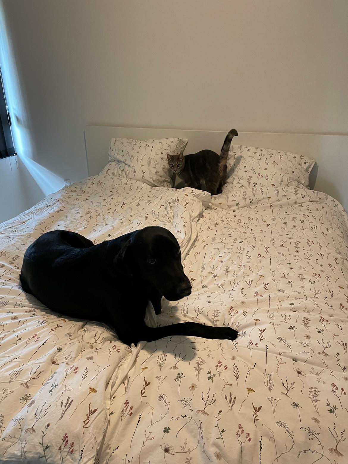 Huskat Nala billede 2