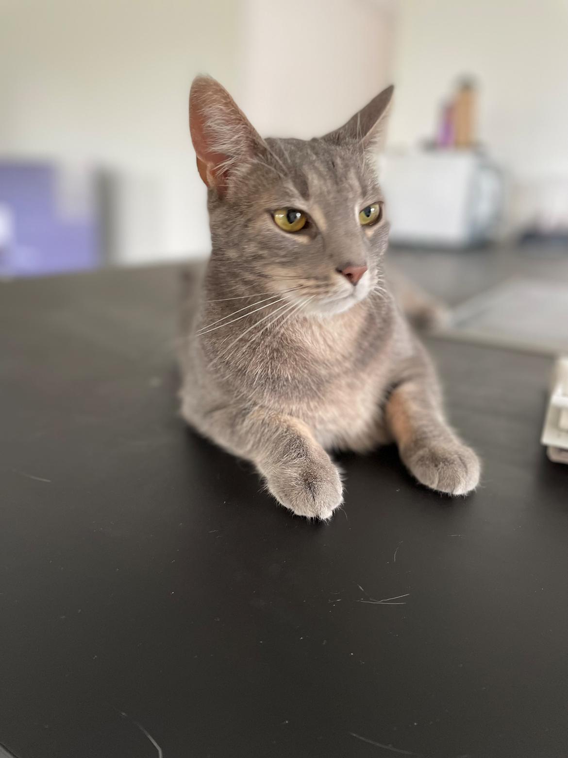 Huskat Nala billede 5