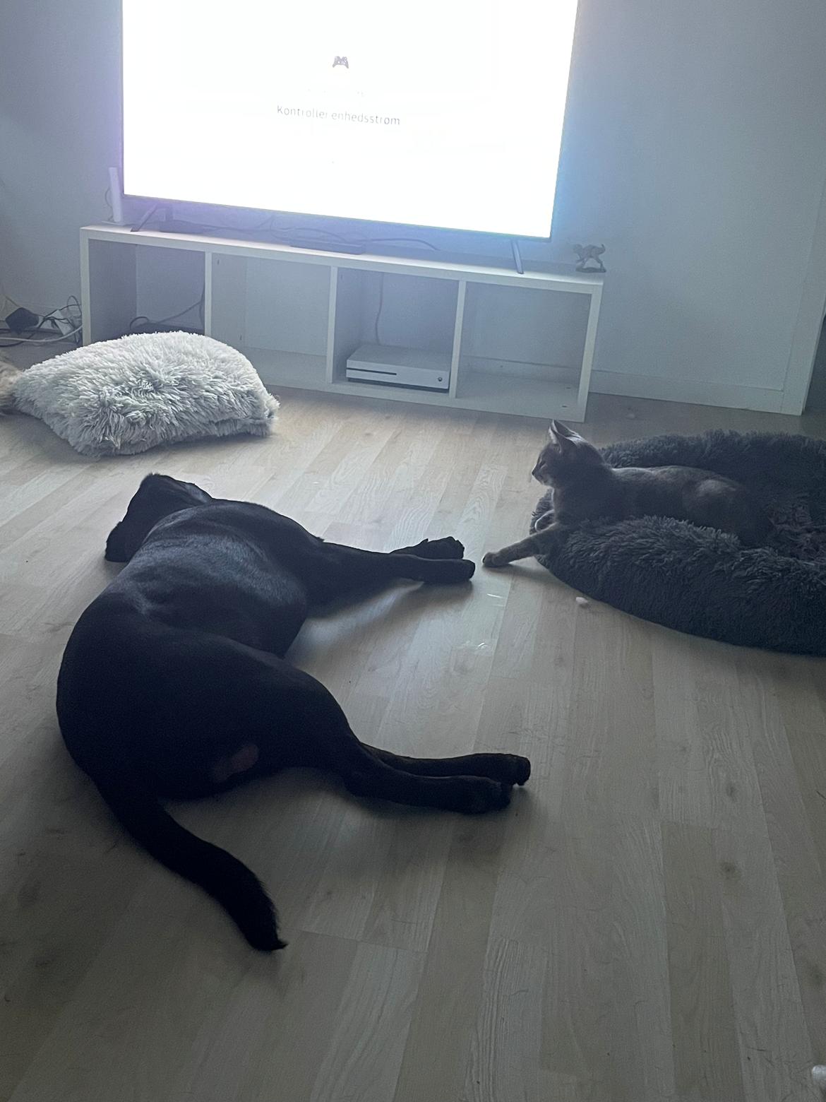 Huskat Nala billede 7