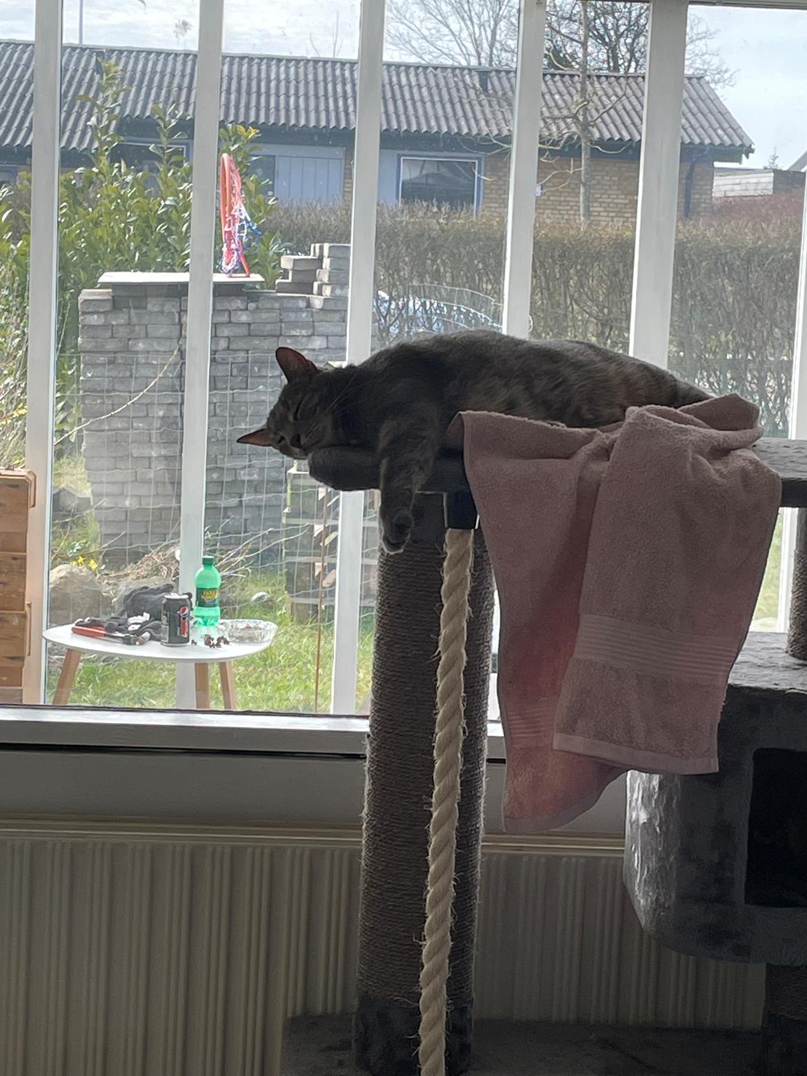 Huskat Nala billede 4