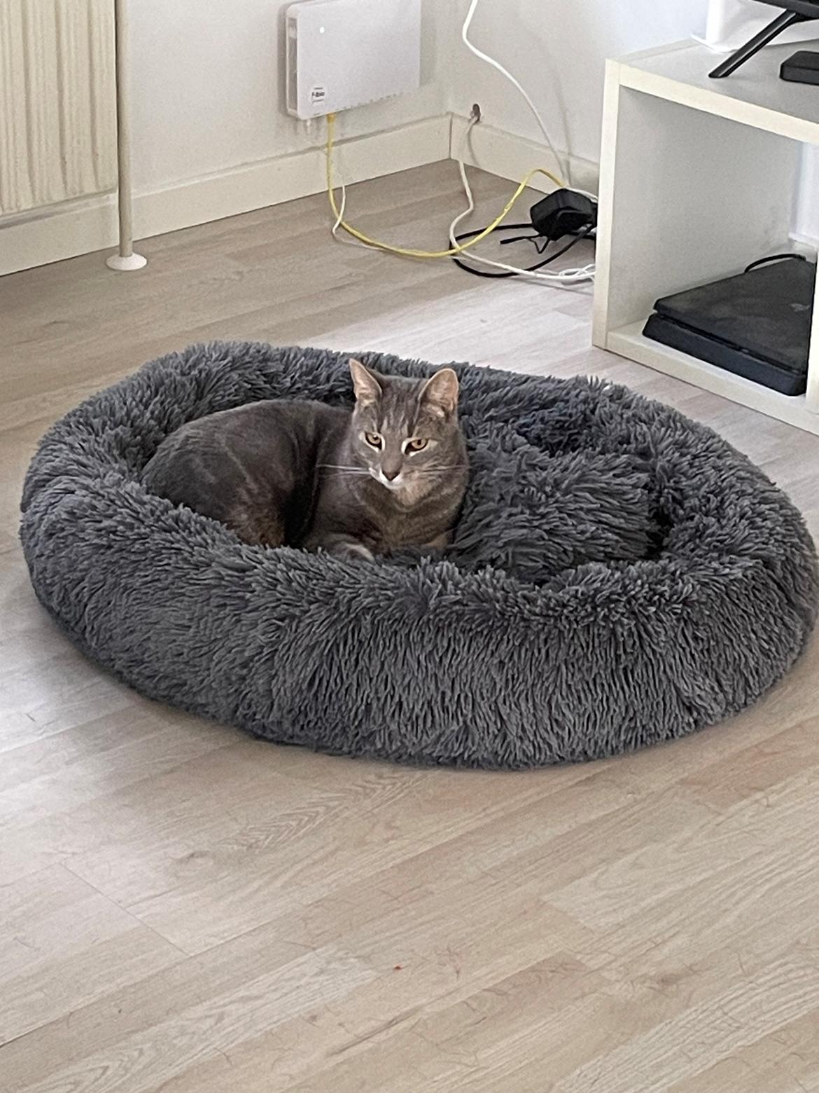 Huskat Nala billede 8