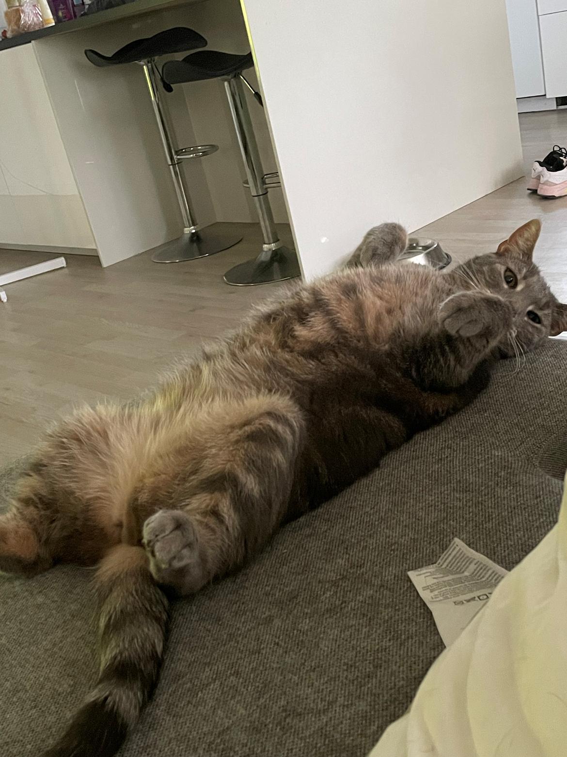 Huskat Nala billede 9