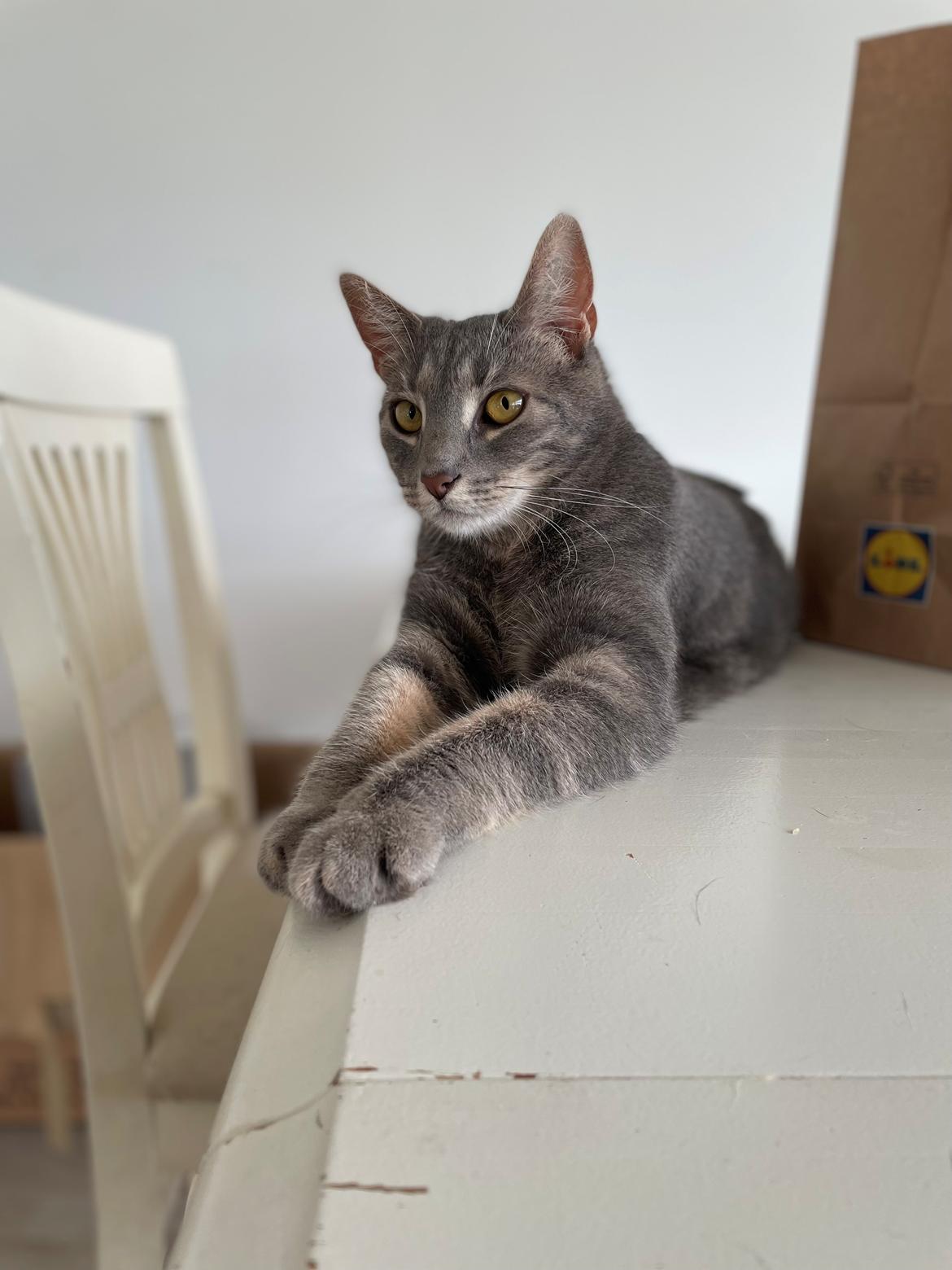 Huskat Nala billede 6