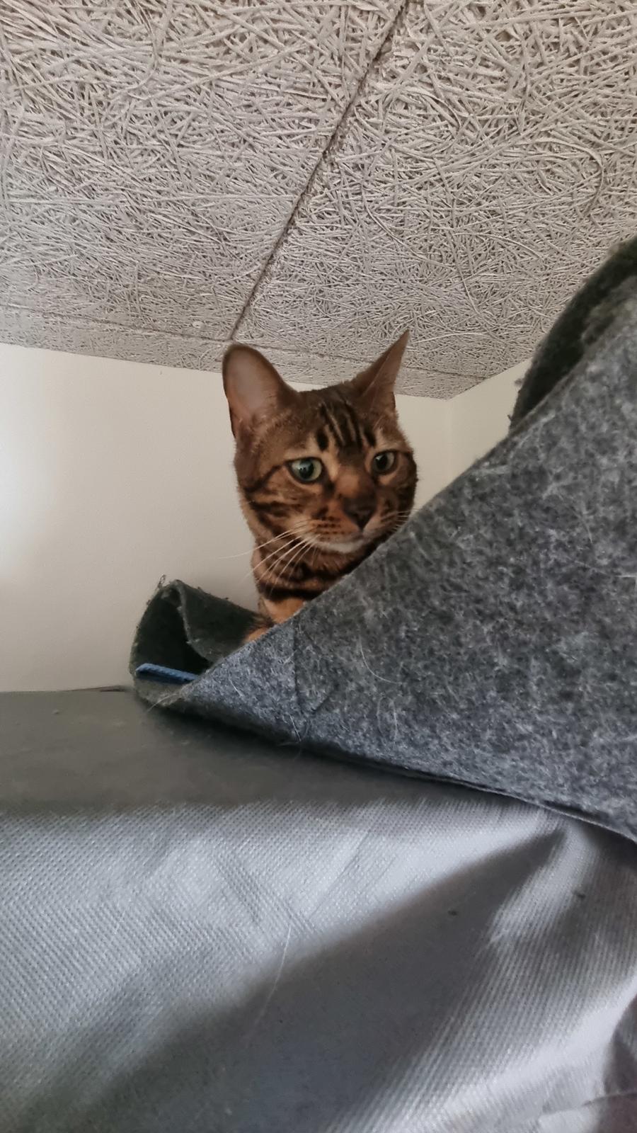 Bengal Nelly billede 6