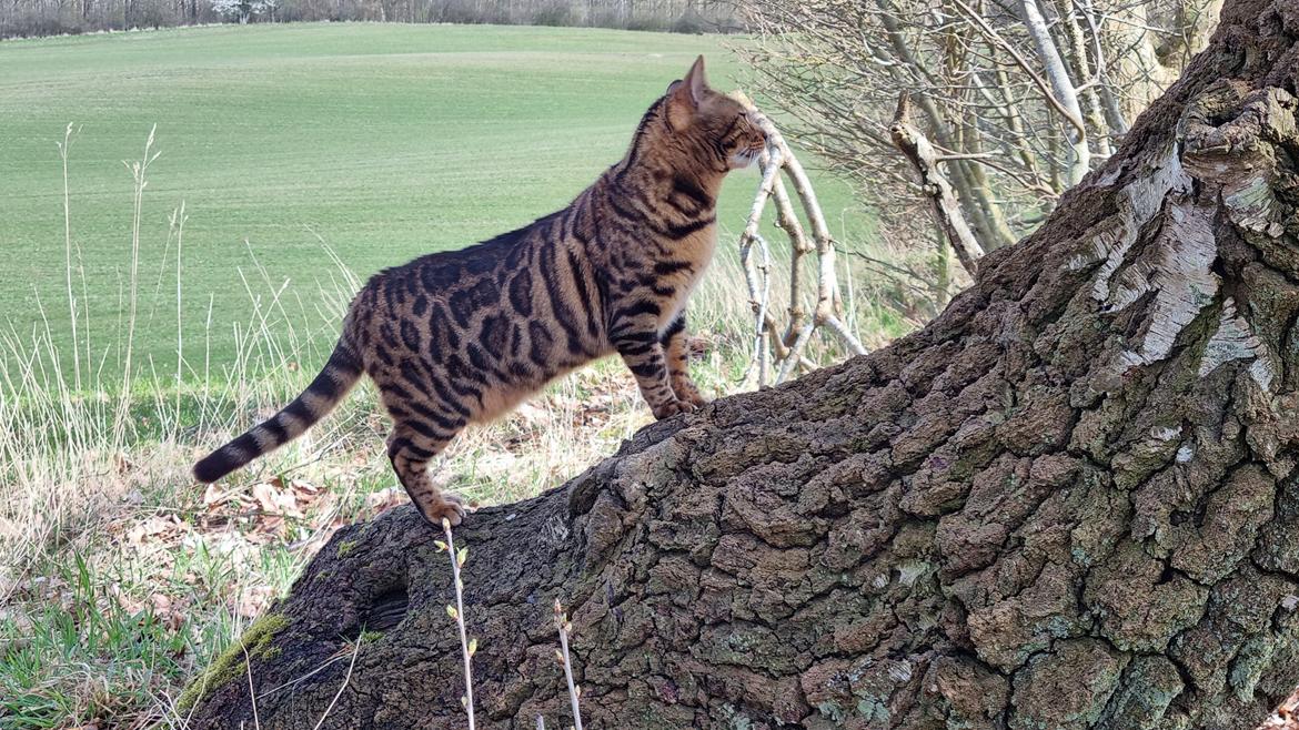 Bengal Nelly billede 7
