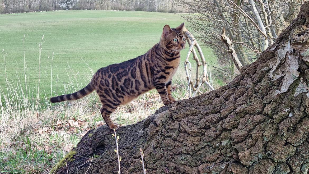 Bengal Nelly billede 8