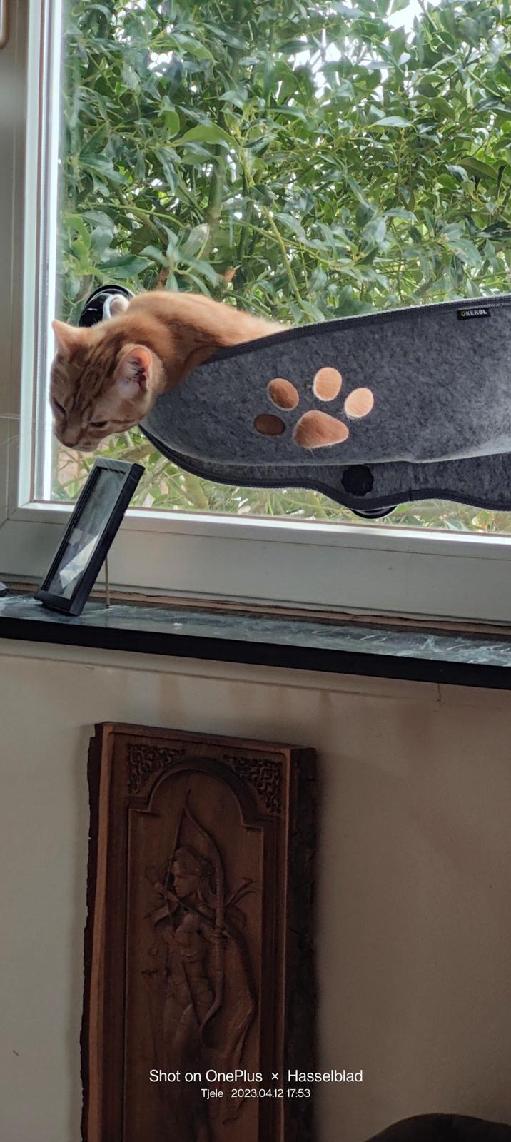 Huskat Inger billede 1