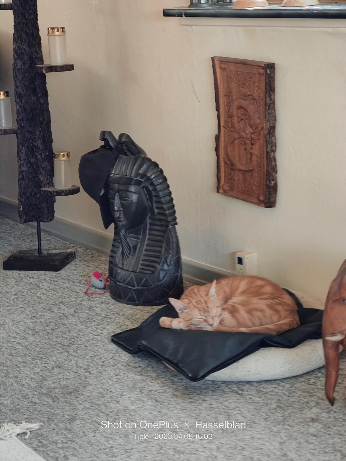 Huskat Inger billede 3