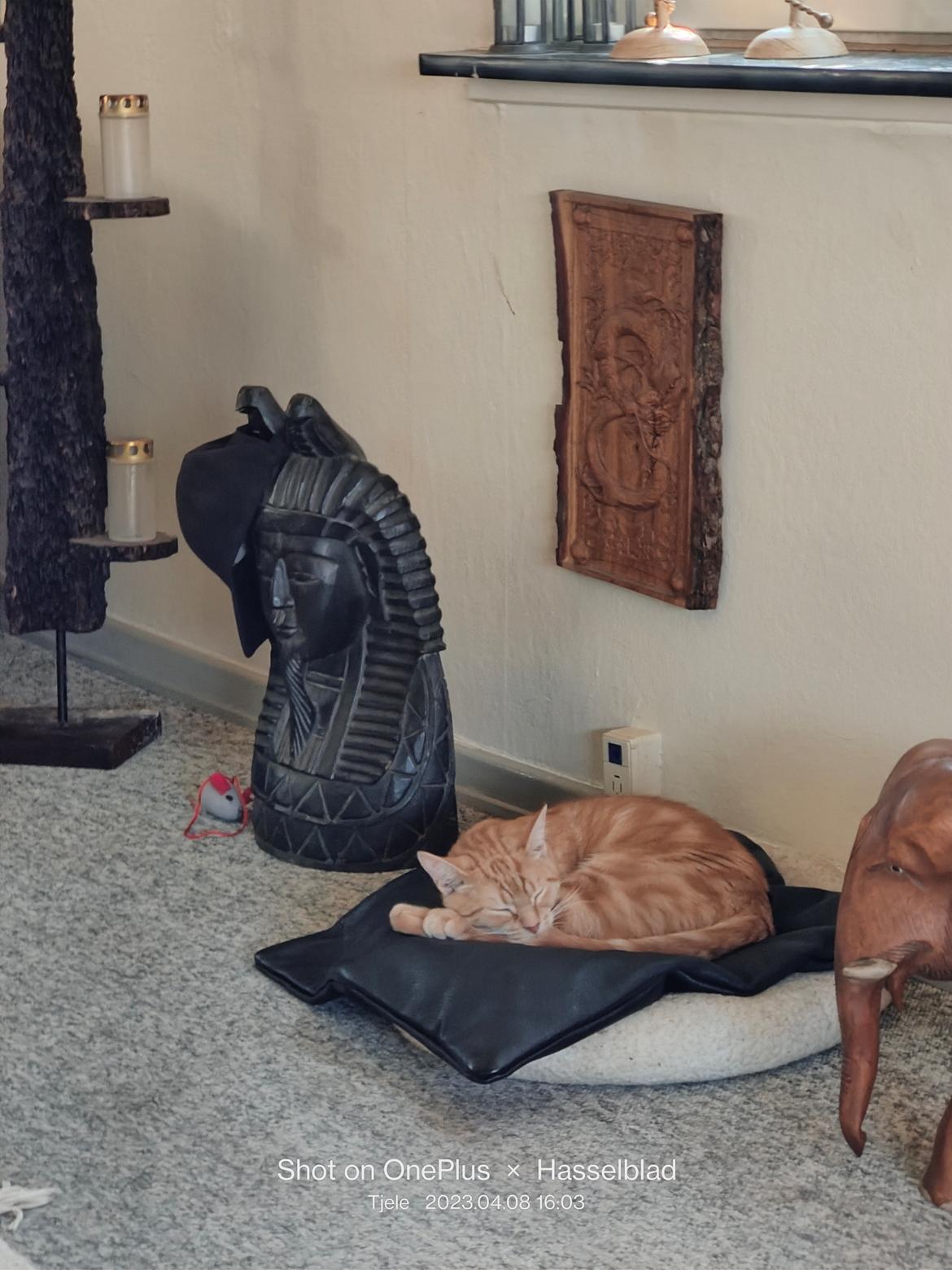 Huskat Inger billede 4