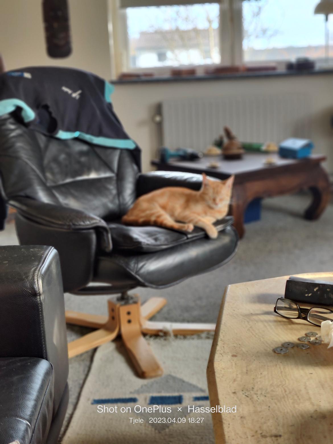 Huskat Inger billede 2