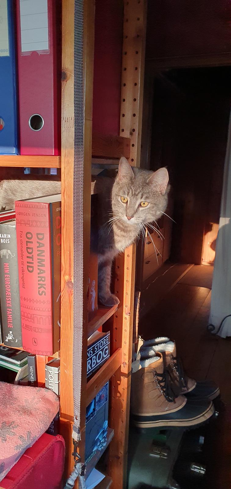 Huskat Agnes billede 2