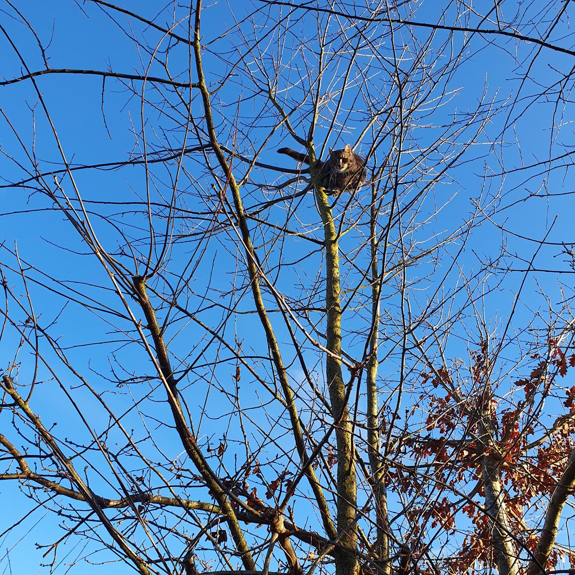 Huskat Agnes billede 4