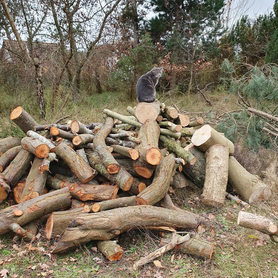 Huskat Agnes billede 11