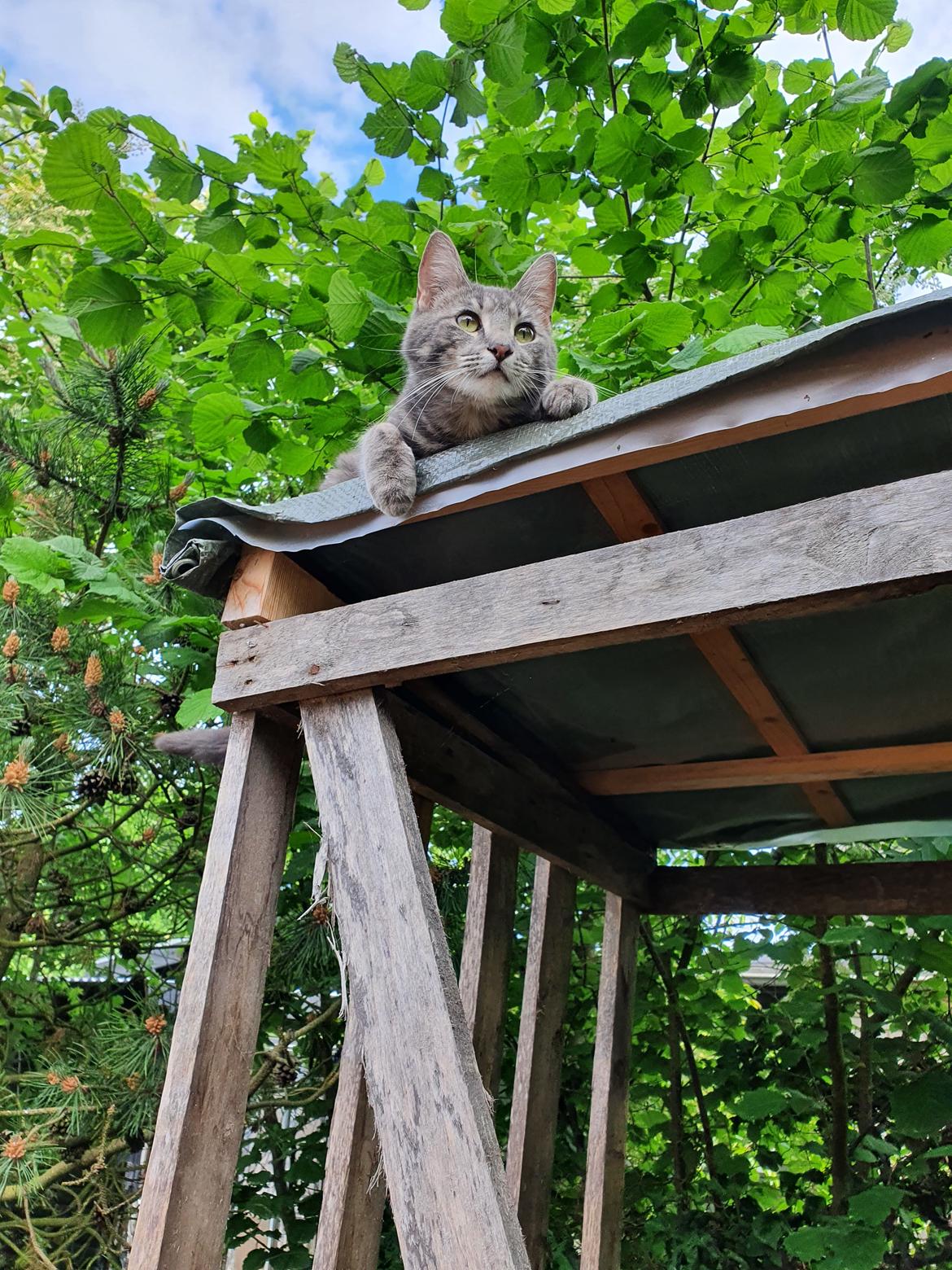 Huskat Agnes billede 8