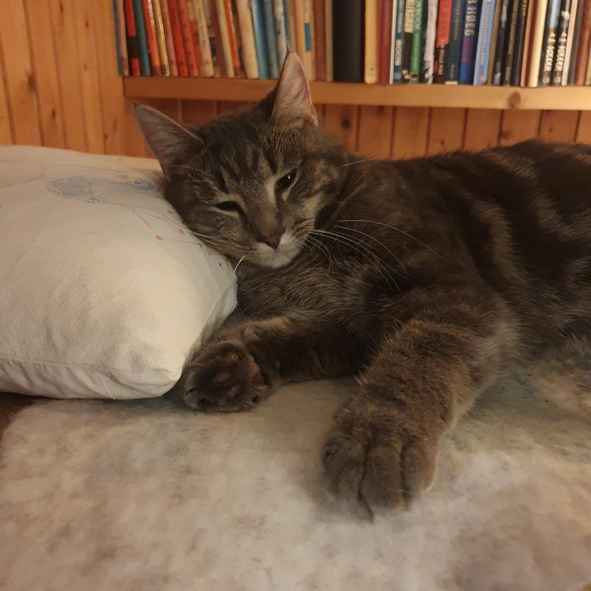 Huskat Agnes billede 5