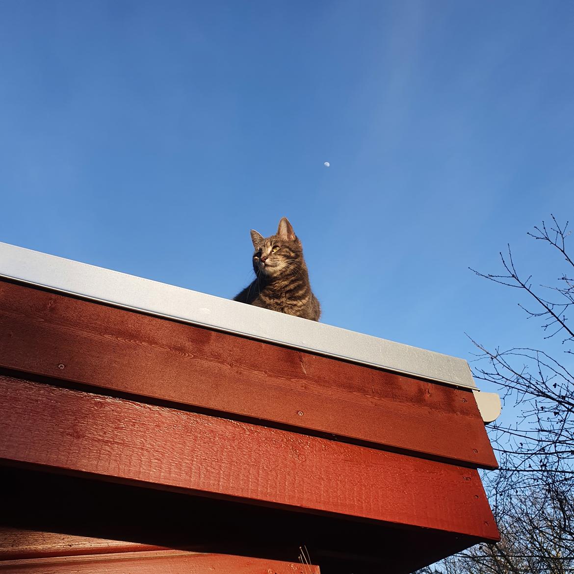 Huskat Agnes billede 10