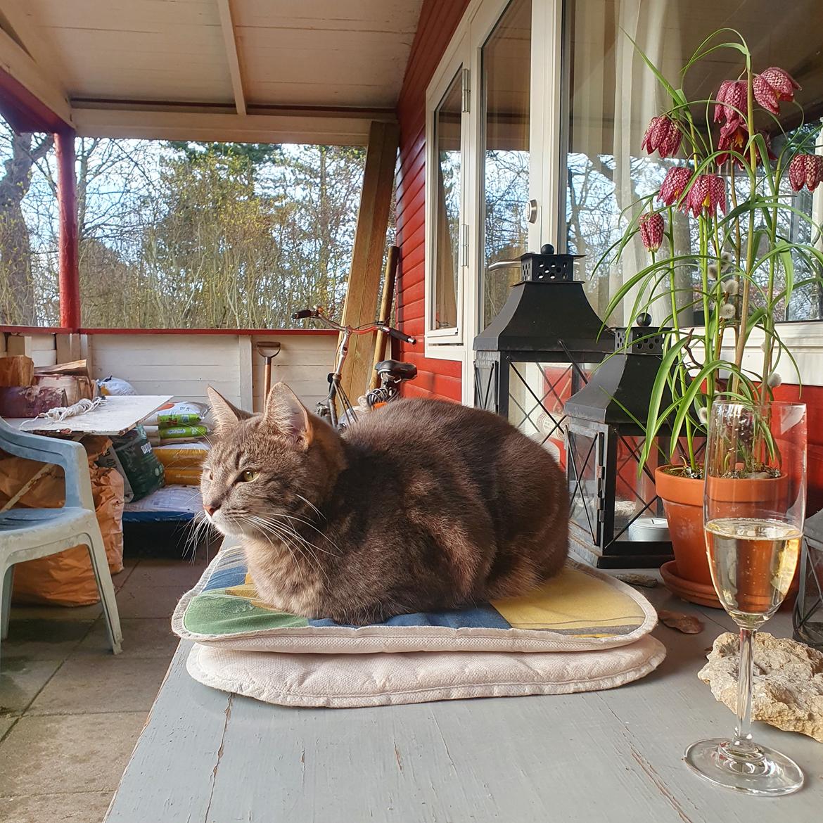 Huskat Agnes billede 6