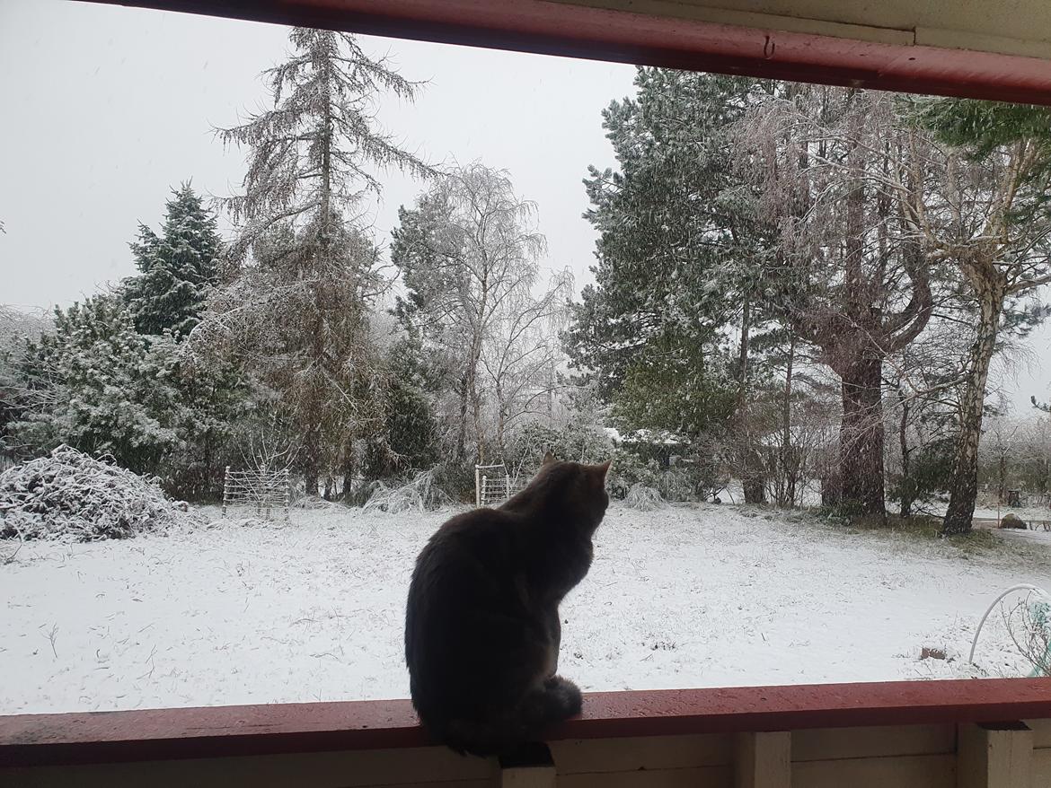 Huskat Agnes billede 7