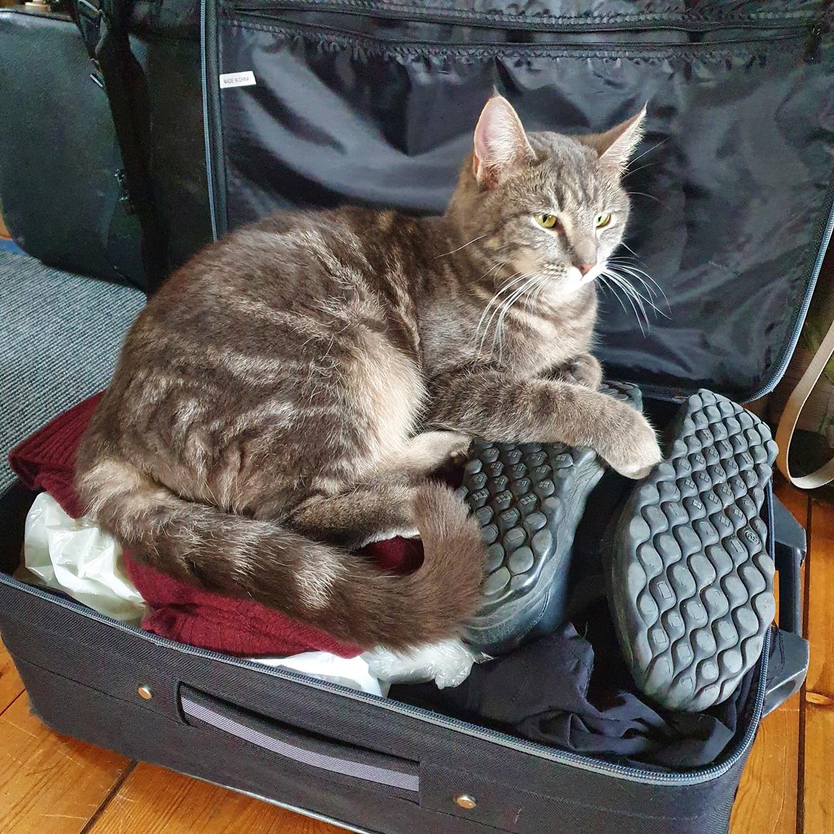 Huskat Agnes billede 3