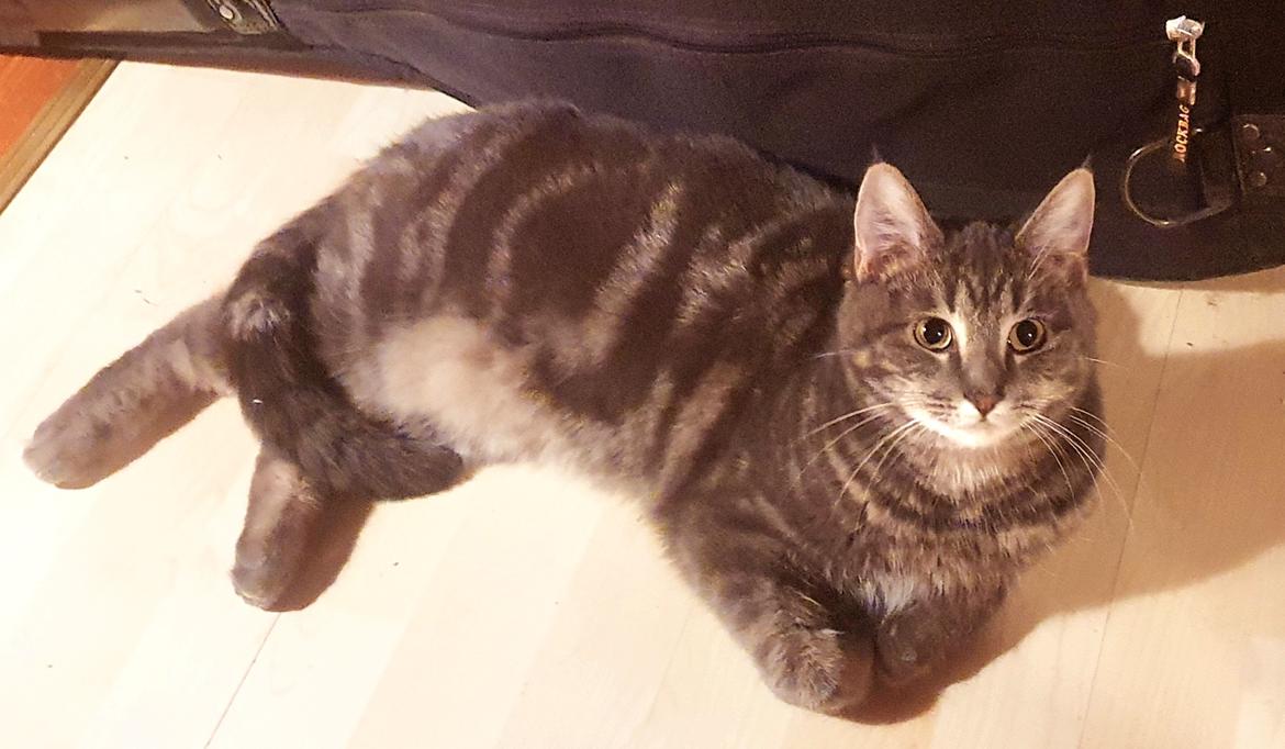 Huskat Agnes billede 1