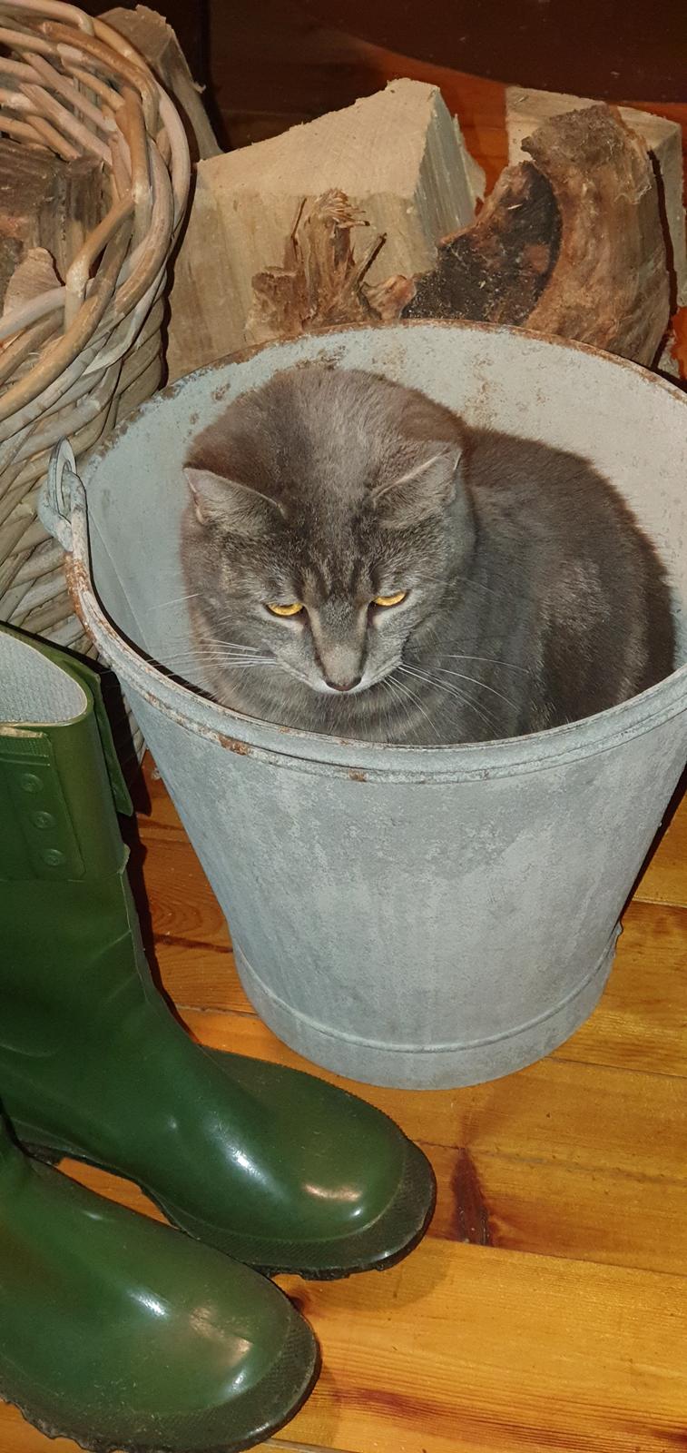 Huskat Agnes billede 9